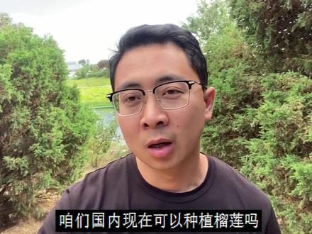 国内现在可以种植榴莲吗?现状如何?会对进口榴莲造成冲击吗?#榴莲