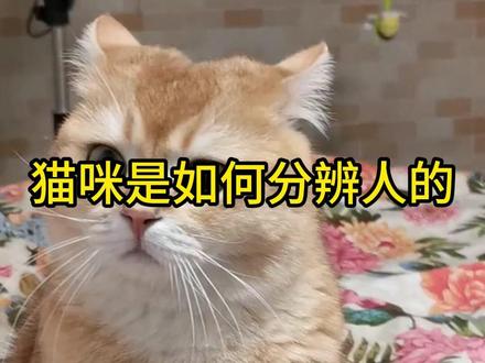 猫咪是如何分辨人的 #科学养猫 #猫咪冷知识 #帅哥潘来富 #新手养猫 #养猫经验分享