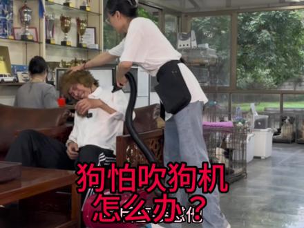 狗狗怕吹风机怎么办?#狗狗脱敏 #亨特训犬