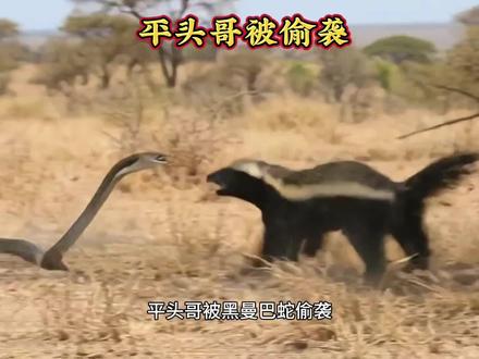 平头哥蜜獾被黑曼巴蛇偷袭中毒倒地#动物世界解说 #神奇动物在抖音