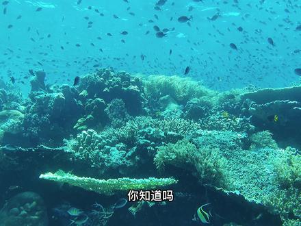 绝美海岛,疫情过后你一定要带她来这个地方 #海岛度假 #潜水 #旅行 #旅行推荐官 #保持热爱奔赴山海