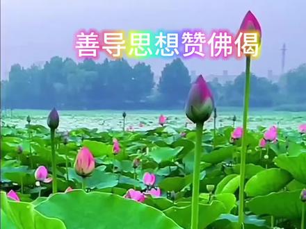 南无阿弥陀佛#愿世间无灾无难无病苦 #佛渡有缘人