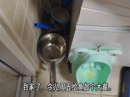 有灵感怎么喂滩涂鱼好玩了?!#神奇动物在抖音 #观赏鱼 #滩涂鱼 #跳跳鱼 #天使鱼@抖音小助手 @DOU+小助手