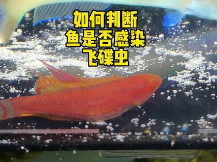 海水鱼出现怪异行为,是不是寄生虫导致? #寄生虫 #奇异动物召集令 #frank的私人水族馆