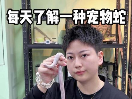 今天我们来认识一下武小蛇束带 #宠物蛇的日常 #新手养蛇 #吃饭 #蛇蛇教 #香香美食