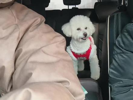 教大家一招制服小狗上车就叫
#比熊 #狗狗