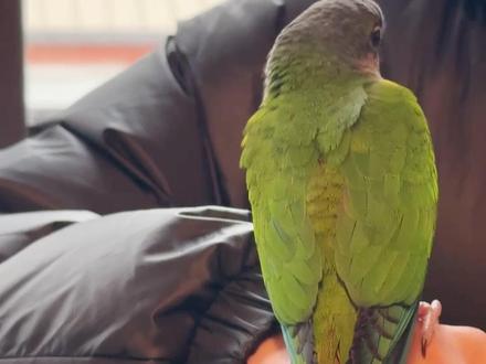 大老远绍兴跑杭州只为带走心仪鸟宝#鹦鹉 #鹦鹉日常 #moomoo鸟舍 #vlog #第一视角