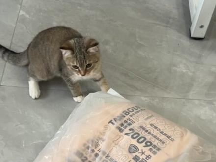 坦博尔京东自营店买的, 难评😅