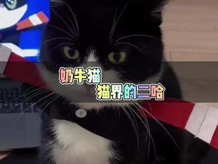 奶牛猫,猫界的二哈 #猫咪的迷惑行为