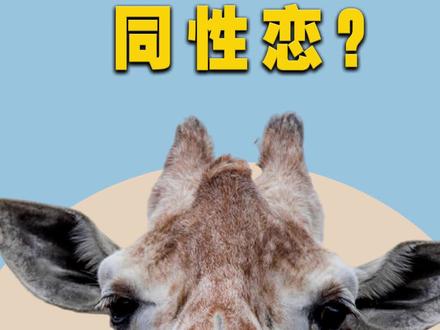 我拿你当兄弟,你居然...看完不能再直视长颈鹿了!