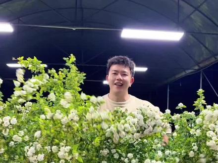#八重小手球 #花园植物 #室内植物 #好看的花一定要分享给你 #庭院景观 姐姐们八重小手球的福利来啦!!!可以垂吊可以做任何你想要的造型今晚直播间九点半速来~~~