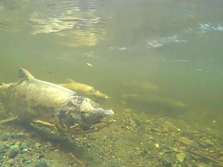 海洋游子独有的浪漫:鲑鱼跨越数百公里,逆流而上,返回家乡 #动物世界 #动物科普 #鲑鱼#抖音精选