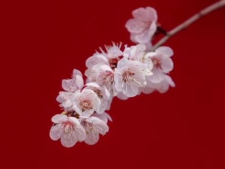 卡纸竟然还有这般妙用#卡纸 #拍照小技巧