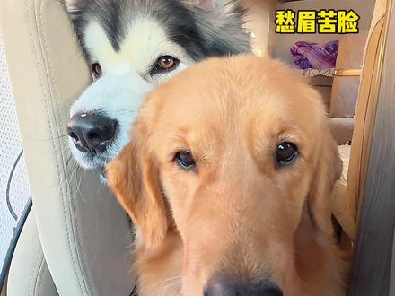 狗子坐车坐傻了! #万物可爱计划 #宠物回乡过年日记 #我和我的狗 #狗狗 #带狗回家过年