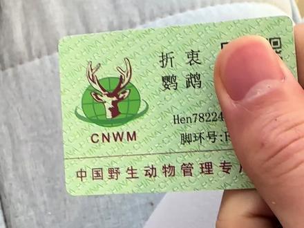 鹦鹉标识卡 现在市面上鸟卡数量很有限 假货很多 标识卡一卡一鸟一脚环 不要轻易露出二维码和编号 以免被不怀好意之人利用#鹦鹉 #折衷鹦鹉 #合法饲养