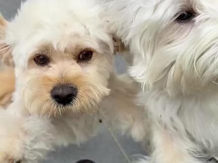 当第一次出差离开我的小狗们,他们以为我不要他们了#小狗的爱是永远的#别让狗狗等你太久#世界不能没有小狗#治愈系#哆啦哆咪@抖音小助手