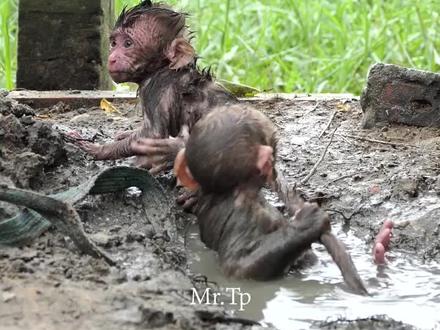 膏药猴系列第二十四部#野生动物零距离 #猴子🐒 #神奇动物在抖音 #网红猴子