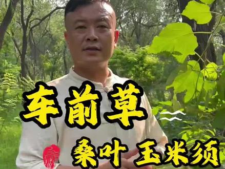 三宝茶可是古人流传下来的大智慧,你知道他的作用吗?
#三宝茶 #车前草#玉米须