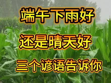 端午是下雨好,还是晴天好,三个谚语告诉你#三农气象 #三农气象助三农 #三农气象预报 #农业种植 #种植知识