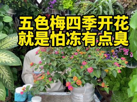 五色梅耐热四季开花,少虫害,非常好养护,缺点是怕低温冻害,低于5度会掉叶子,叶子有点臭臭的. #五色梅