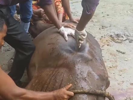 牛儿腹胀如球,主人一根铁钉下去,直接扎腹“放气”! #牛 #放气