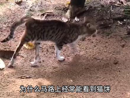 为什么马路上的“猫饼”这么多 #科普 #动物 #猫 #哈基米