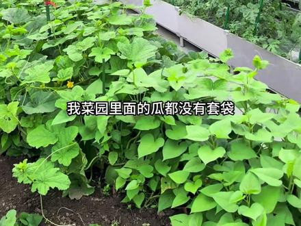 两个月亲测家庭种植防果蝇(针蜂)#诱粘剂 #黄板粘虫 亲测有效#摘了一篮子有机蔬菜 #自摘新鲜蔬菜