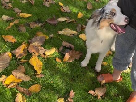 训犬师用能量制服"赖皮狗"! 所谓的能量真的是很简单的概念,只要人有意识去改变和运营它了,
狗狗会瞬间感知到#狗狗心理学 #狗狗行为调整 #遛狗匠 #澳牧 #狗语者