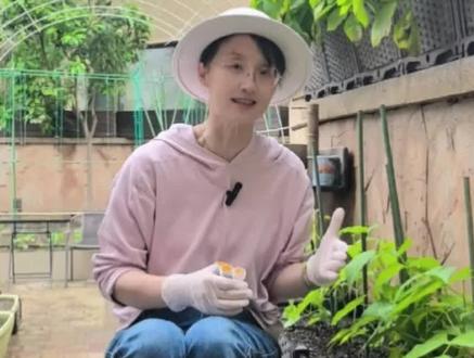 四季豆·芸豆·豇豆·扁豆怎么种高产病虫害少