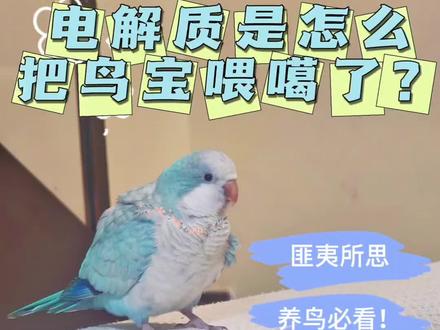 一个令人心碎的悲剧:新手鸟友因错误使用电解质,导致鸟宝死亡。电解质是养鹦鹉的必备品,但用错场景、用错方法就是致命的。本期视频详细拆解电解质的核心作用、四大救命使用场景,以及针对成鸟、幼鸟、病危鸟截然不同的操作方法和致命细节。养鸟是责任,科学认知是关键。转发给需要的鸟友。 #鹦鹉电解质使用 #科学养宠 #养宠经验分享 #创作者中心 #创作灵感