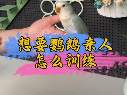想要鹦鹉亲人怎么训练#鹦鹉鹦鹉萌萌哒逗鹦鹉 #鹦鹉 #手养鹦鹉 #宠物 #萌宠