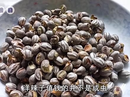 小时候的噩梦洋辣子,长得丑还有毒,为何能卖到200元一斤? #洋辣子#洋辣罐 #昆虫 #科普一下 #涨知识