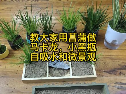 教大家用菖蒲做马卡龙,小黑瓶自吸水和微景观