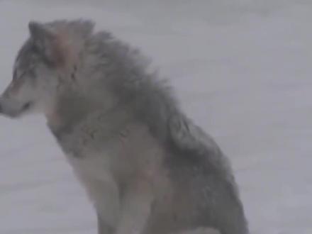 狼窝被暴雪压塌,战士舍身救狼崽,母狼为报恩与猛虎展开较量 #狼 #战士 #报恩 #动物 #大自然 #保护动物