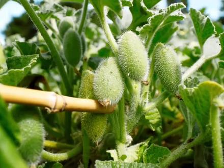 喷瓜到底有多神奇,为什么一碰就喷水! #科普一下 #喷瓜