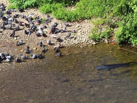 鲶鱼捕食鸽子#钓鱼 #鲶鱼吃鸽子