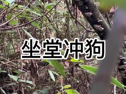 “困兽犹斗”当猪再次坐堂时 人过去后也无从下手 只能在边上看着 请大家观看凉山犬斗猪 此视频拍摄于奉节正规合法护农队 请勿模仿 拍摄不易 护农不易#凉山猎犬 #真实户外 #野猪 #合法护农 #现场实拍