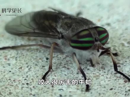 咬人很厉害的牛虻,以前随处可见,为什么现在没了,是消失了吗? #昆虫 #科普 #冷知识