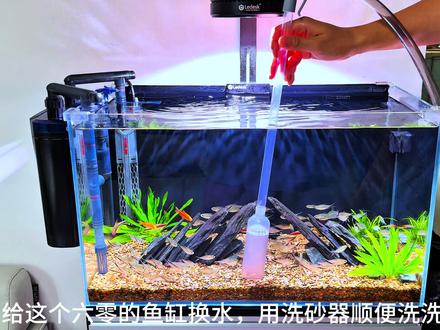 60缸换水全过程
#鱼缸里的大自然 #洗砂器 #养鱼日记