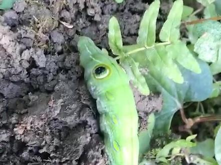 蝴蝶的幼虫——蠋(成都人喊猪儿虫)#成都话专业12