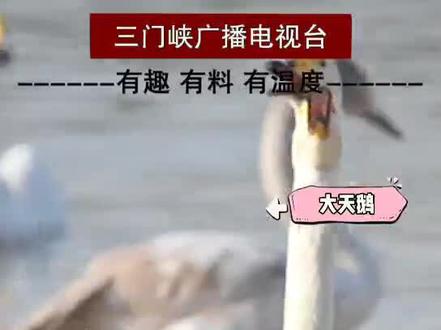 #天鹅 大天鹅和小天鹅居然是两个品种!那么区别是什么呢?