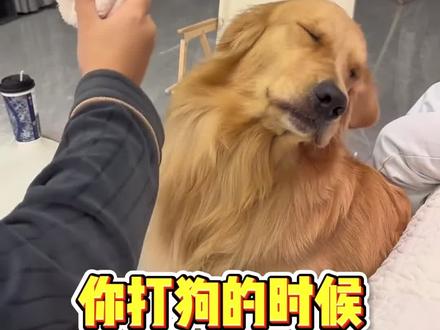 你打狗的时候,狗为什么不会还嘴?#打狗 #养狗经验分享 #新手养狗 #宠物知识