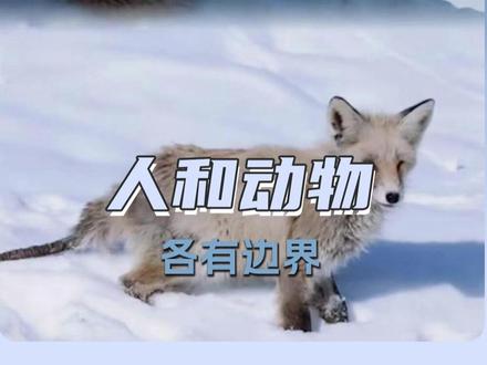 不越分寸的克制,才是最好的守护。 #再访热城 #野生动物 #动物 #阿勒泰 #新疆