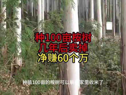 种植100亩桉树几年后卖掉,净赚60个万?是真的吗 #桉树种植 #桉树管理 #肥料 #桉树专用肥 #桉树高产