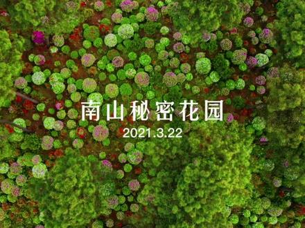 南山上的秘密花园,放牛村杜鹃花。#杜鹃花 #重庆dou知道 #重庆美好推荐官 @抖音旅行