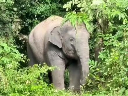 小象:我不仅调皮,还会自己做发型~ #动物科普 #可爱 #大象 #小象 #神奇动物在抖音