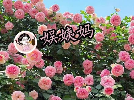 这届网友的脑洞太大了#月季 #宝华月季 #搞笑 #网友神评论