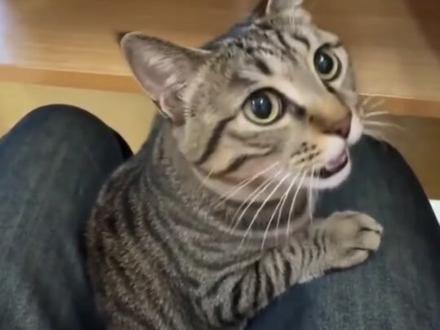 小猫喊到ai制作教程来喽上课偷偷带猫咪被老师发现了带小猫去上学ai带猫上课猫叫了一声带着小猫点名带猫去学校的搞笑视频小猫ai特效 #AI分身戏精大赛 #我的AI分身杀疯了#Seedance2.0