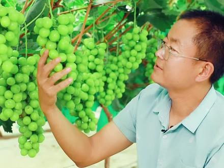 阳光玫瑰标准串外形#阳光玫瑰葡萄 #抖音助农 #水果 #优质农产品