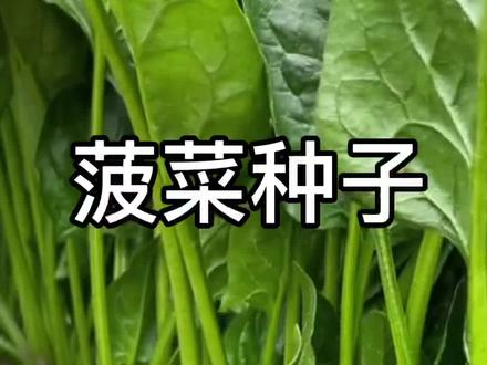 菠菜种子#四季蔬菜种子 #抖音助农 #三农 #种植小技巧 @DOU+小助手